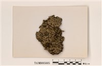 藏品(亞玄黃緣齒梅衣)的圖片